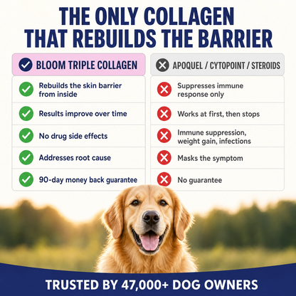 Bloom Triple Collagen